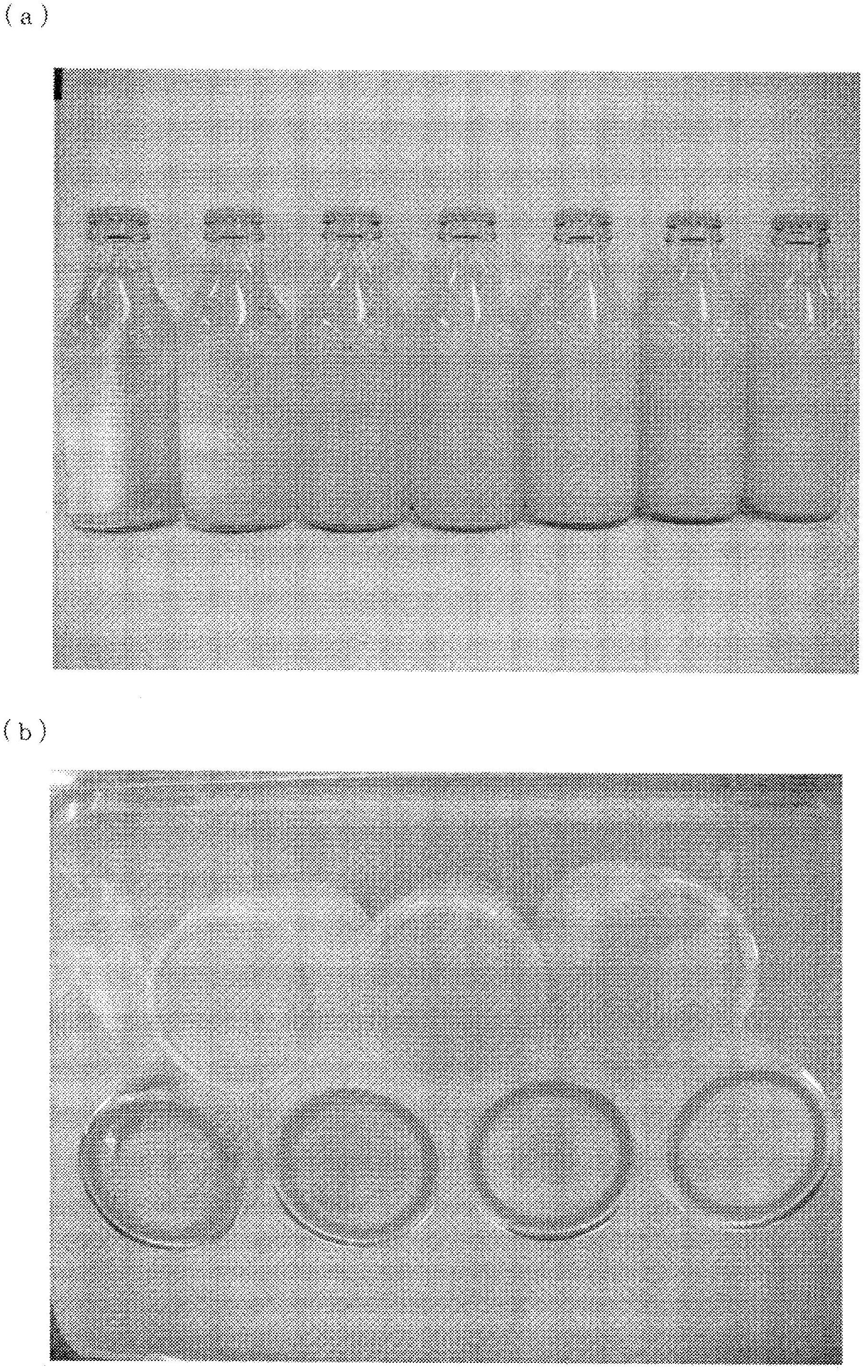 Turmeric pigment composition and method for preparing same