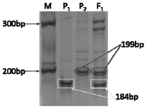 A kind of SSR primer and identification method for the purity identification of Tiezhu wax gourd hybrid seeds