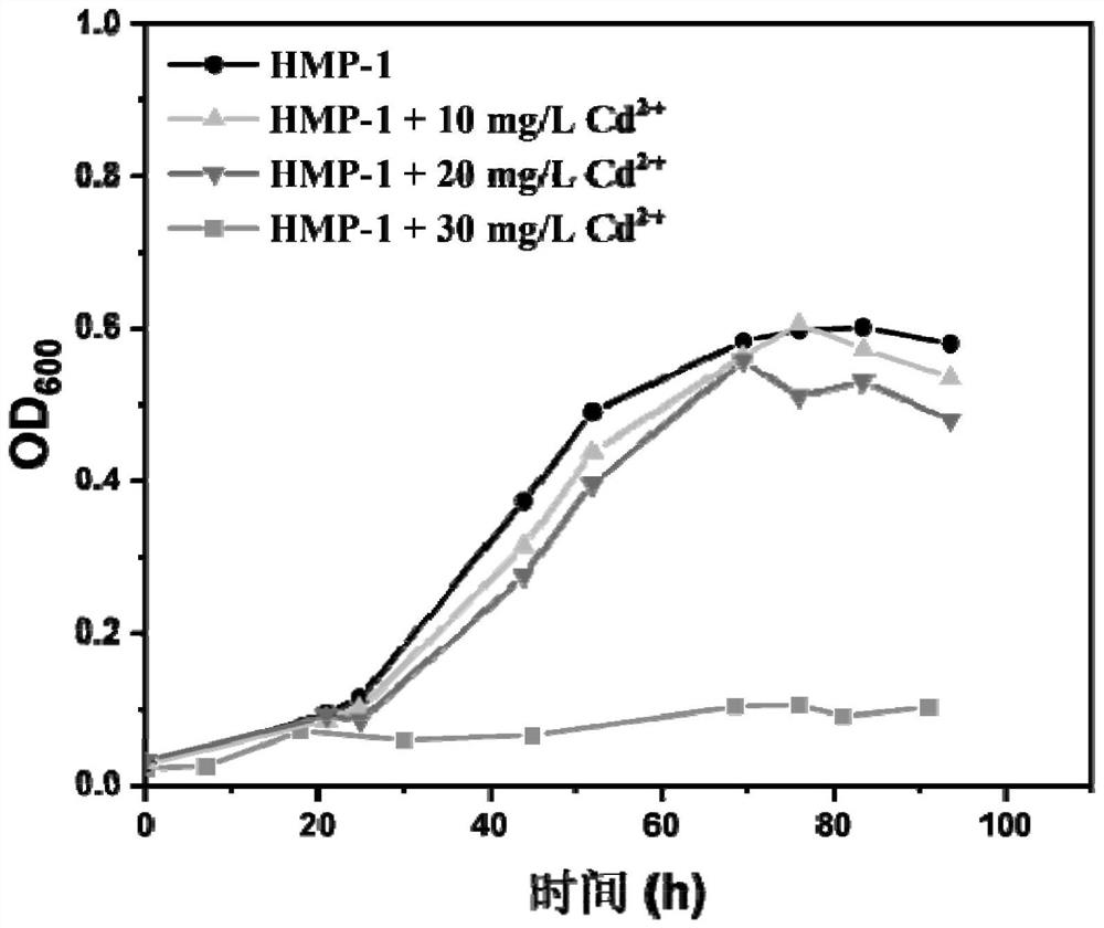 Geobacterium engineering strain for passivating heavy metals and construction method of geobacterium engineering strain