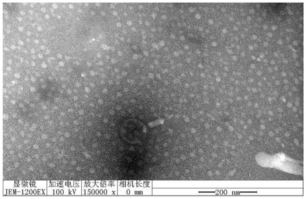 Lytic klebsiella pneumoniae bacteriophage RDP-KP-20005 and application thereof