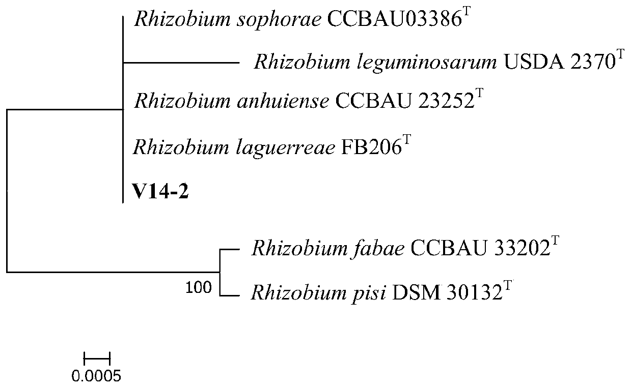 Rhizobium v14-2 and its application