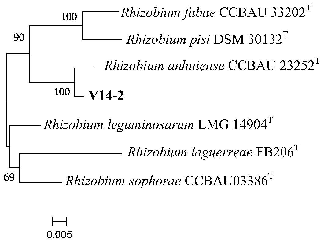 Rhizobium v14-2 and its application
