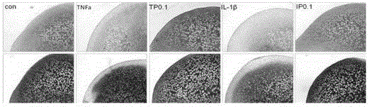 Application of compound in preparation of osteoarthritis therapeutic drug