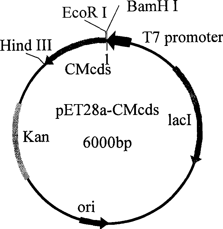 Recombinant klebsiella expressed by kalamycin resistance gene promoter and use thereof