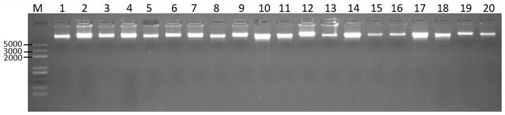 Screening method and application of SNP molecular marker associated with Nandan Yao egg shell color