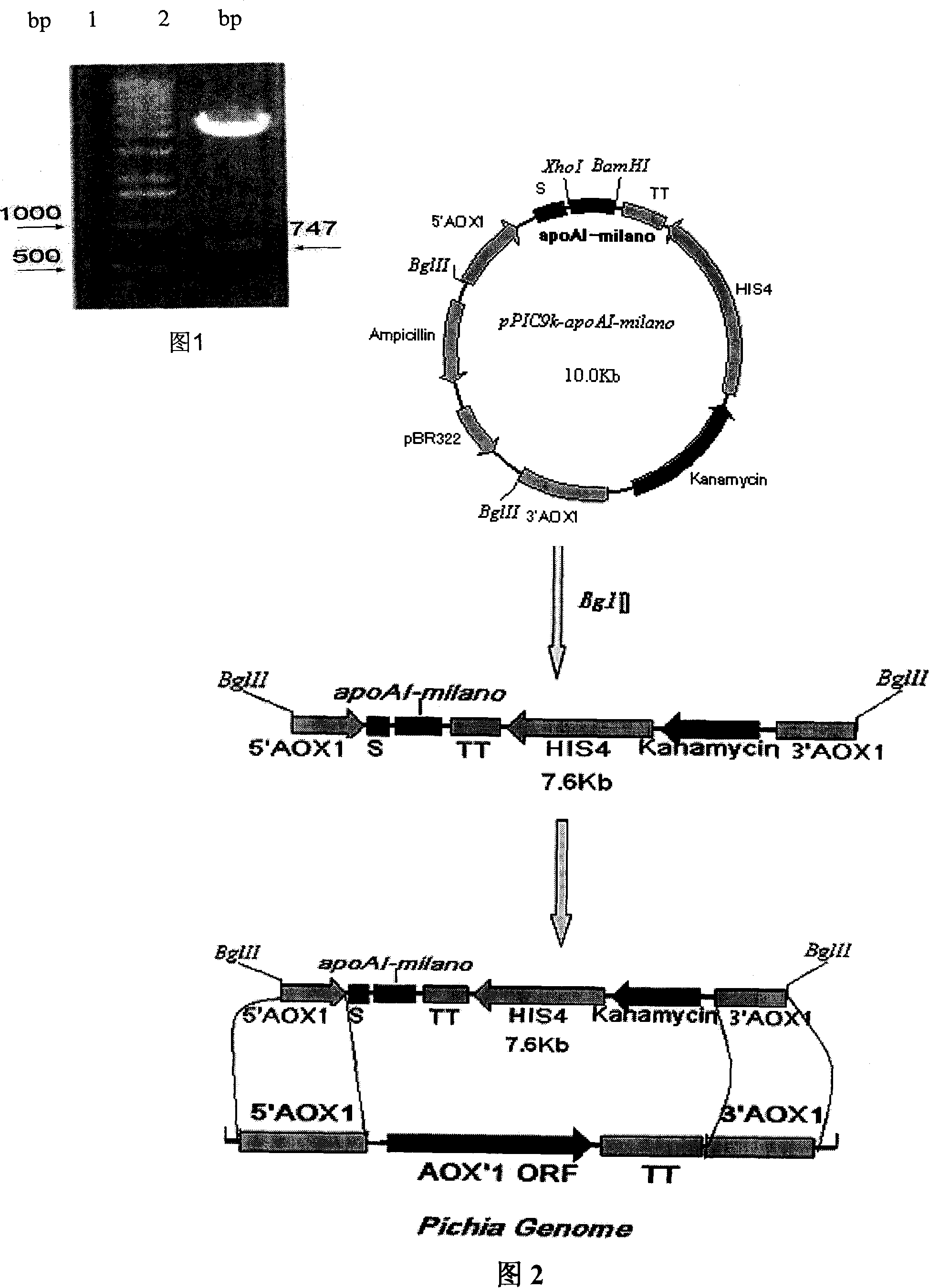 Expression method for recombination human apolipoprotein AI Milano variant in pichia pastoris