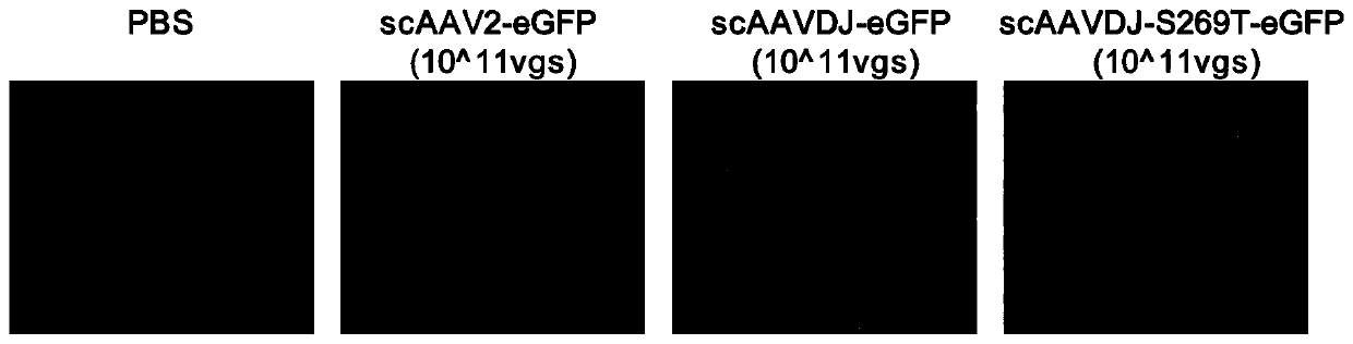 Capsid protein of adeno-associated virus (AAV), vector of AAV as well as construction method and application of vector of AAV