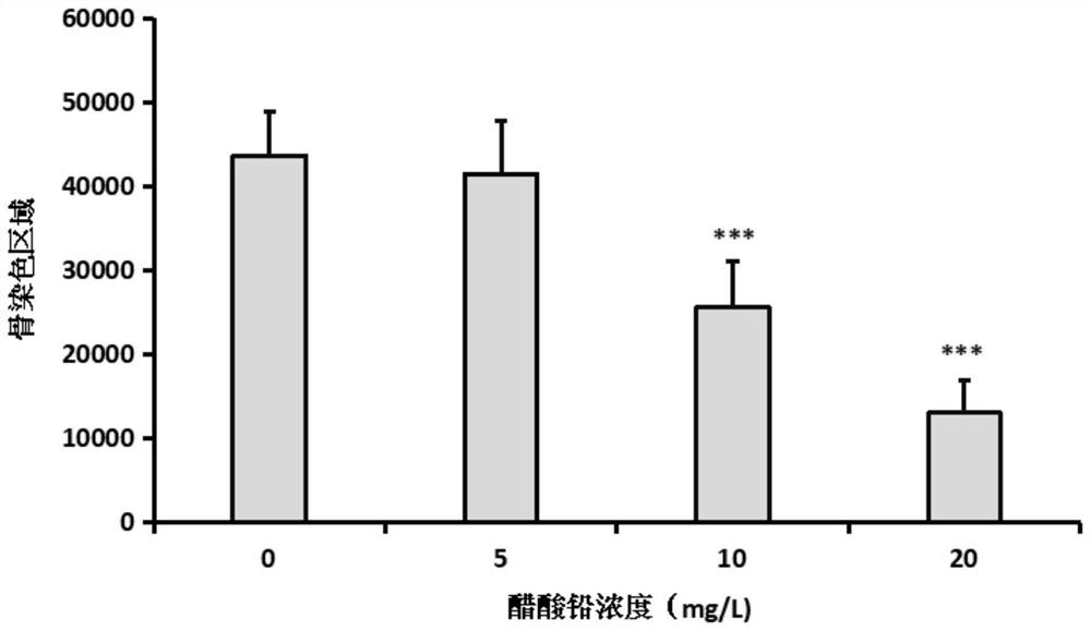 Method for constructing zebrafish osteoporosis model