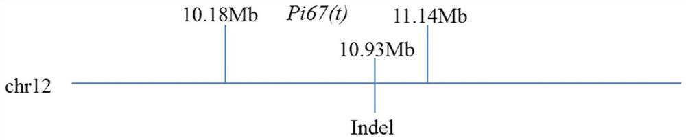 Dominant Molecular Marker of Rice Blast Resistance Gene pi67(t) and Its Application