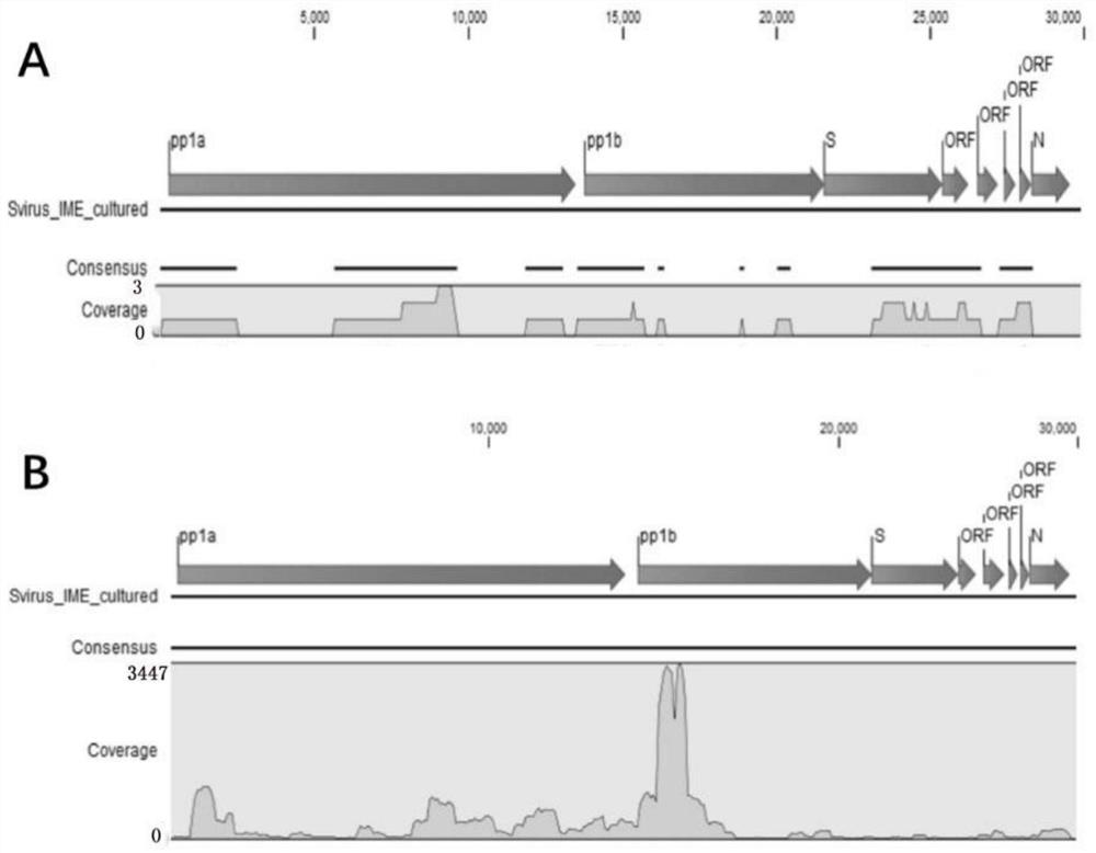 Novel coronavirus metagenome sequencing primer, sequencing method and application