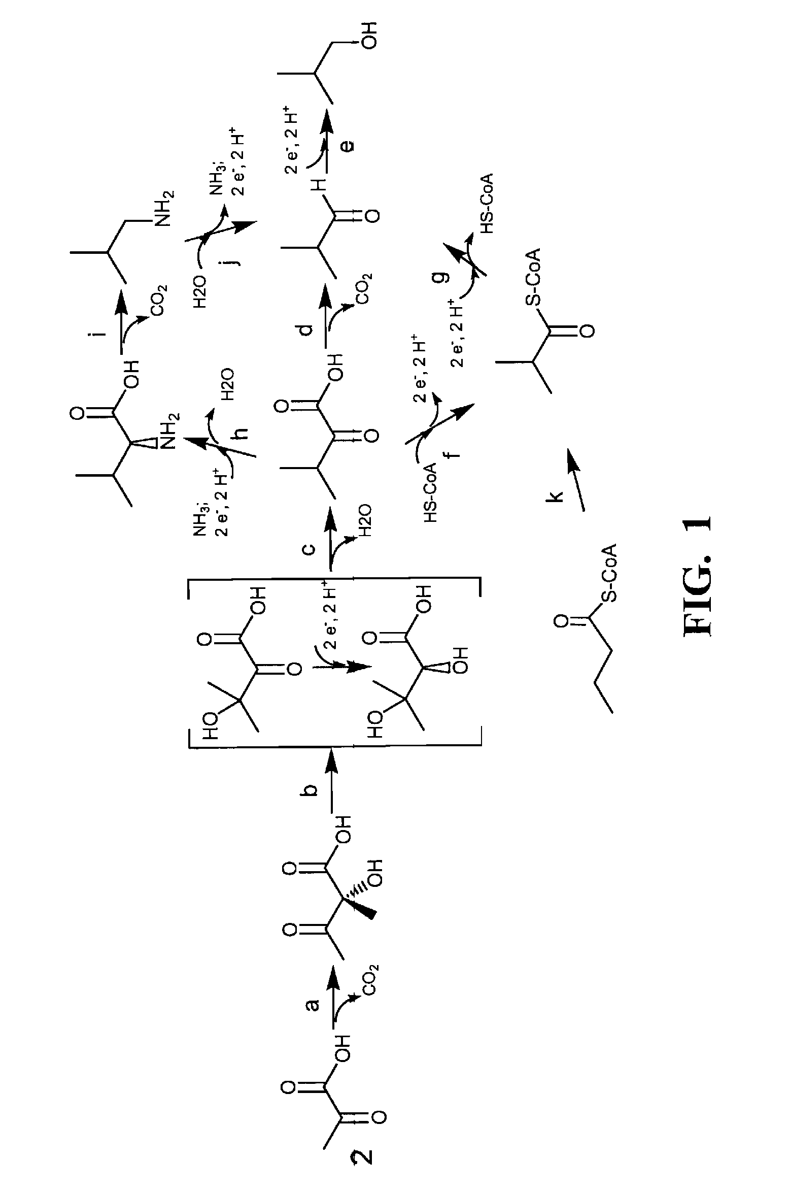 Yeast with increased butanol tolerance involving filamentous growth response