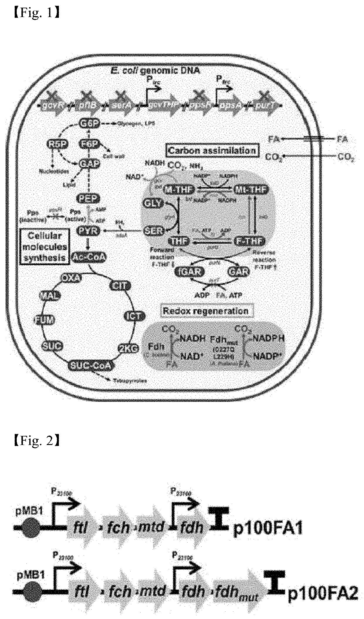 Recombinant microorganism capable of growing using only carbon dioxide and formic acid and method for producing useful substances using the recombinant microorganism