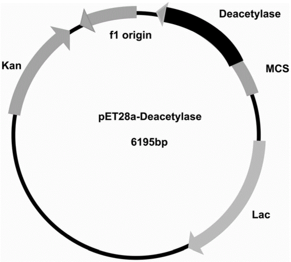 D-acetylglucosamine deacetylase heterologous expression and application