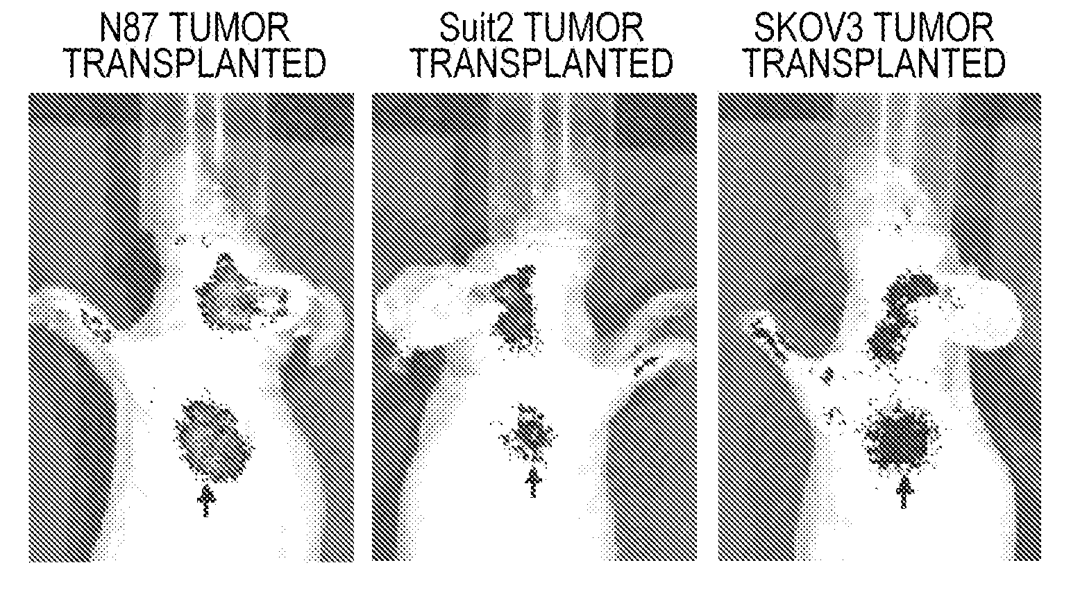 Novel compound, probe containing the novel compound, and fluorescence-imaging contrast agent containing the novel compound or the probe