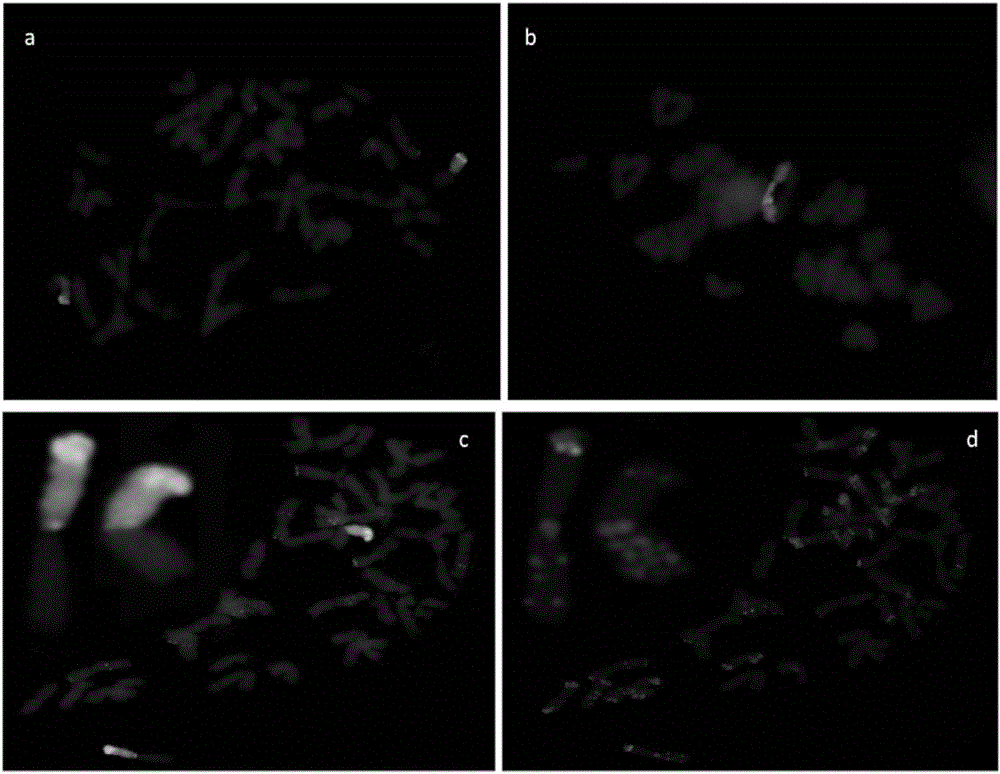 A Breeding Method for Improving Wheat Yield Using Multiple Spikelet Germplasm nau422