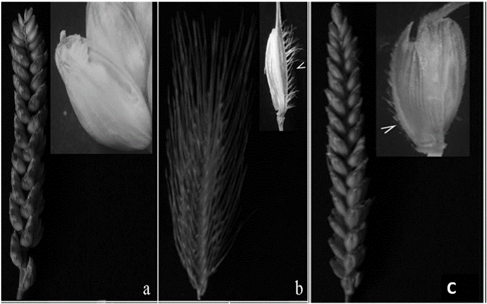 A Breeding Method for Improving Wheat Yield Using Multiple Spikelet Germplasm nau422