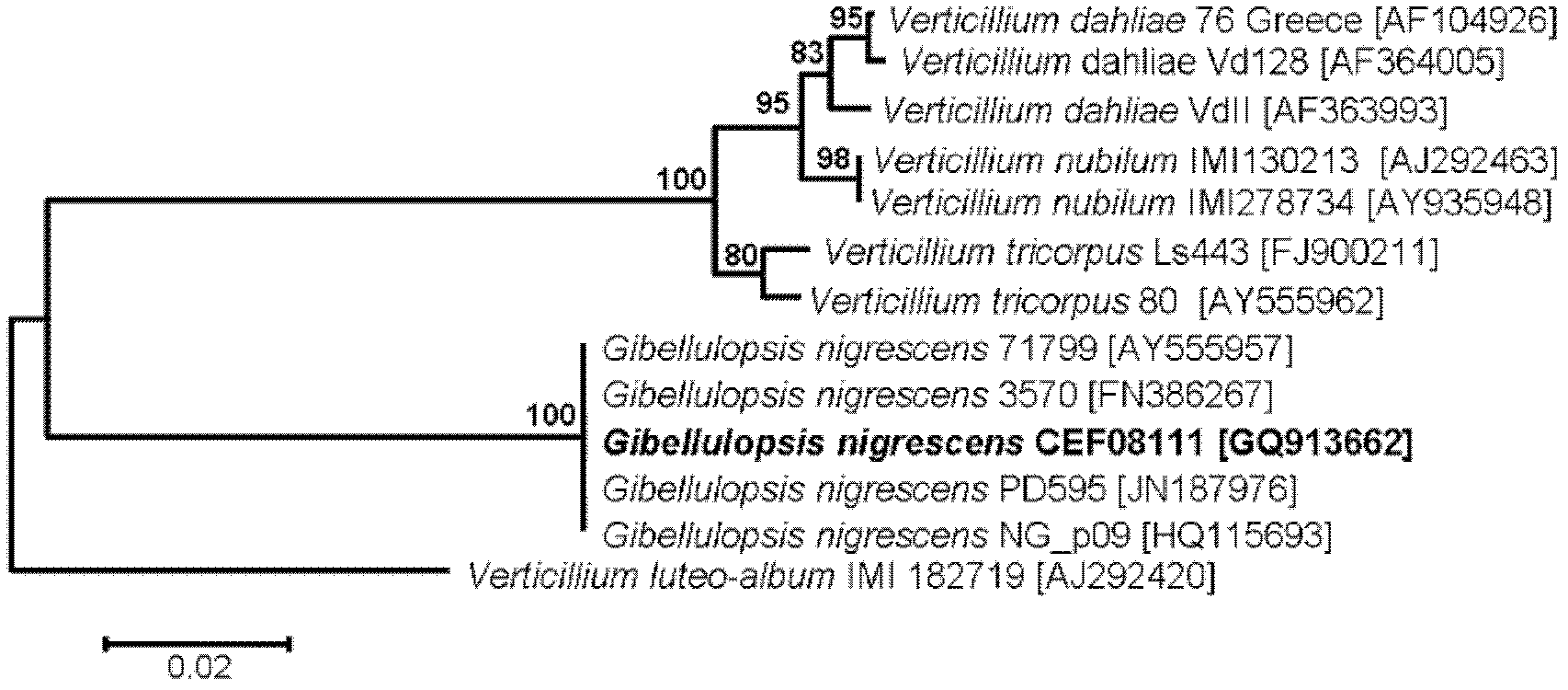 Endophytic fungi CEF08111 of cotton and application thereof in prevention and treatment of cotton verticillium wilt