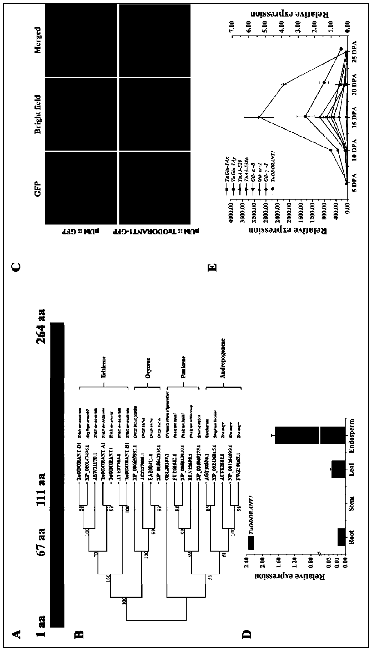 Transcription factor ODORANT1 for restraining wheat seed storage protein synthesis and application of transcription factor ODORANT1