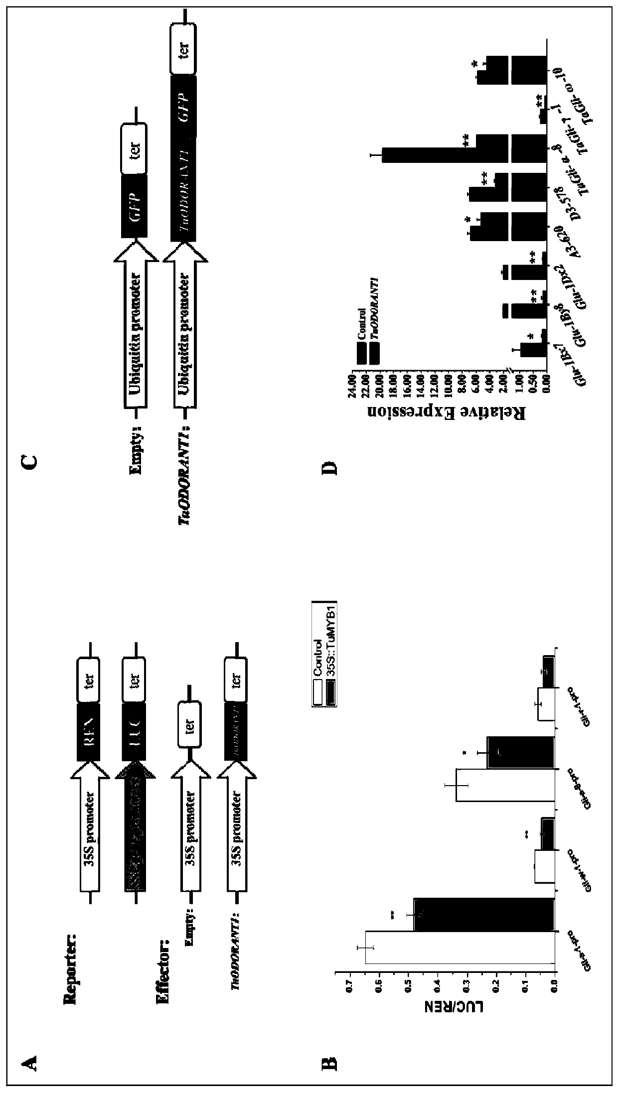 Transcription factor ODORANT1 for restraining wheat seed storage protein synthesis and application of transcription factor ODORANT1