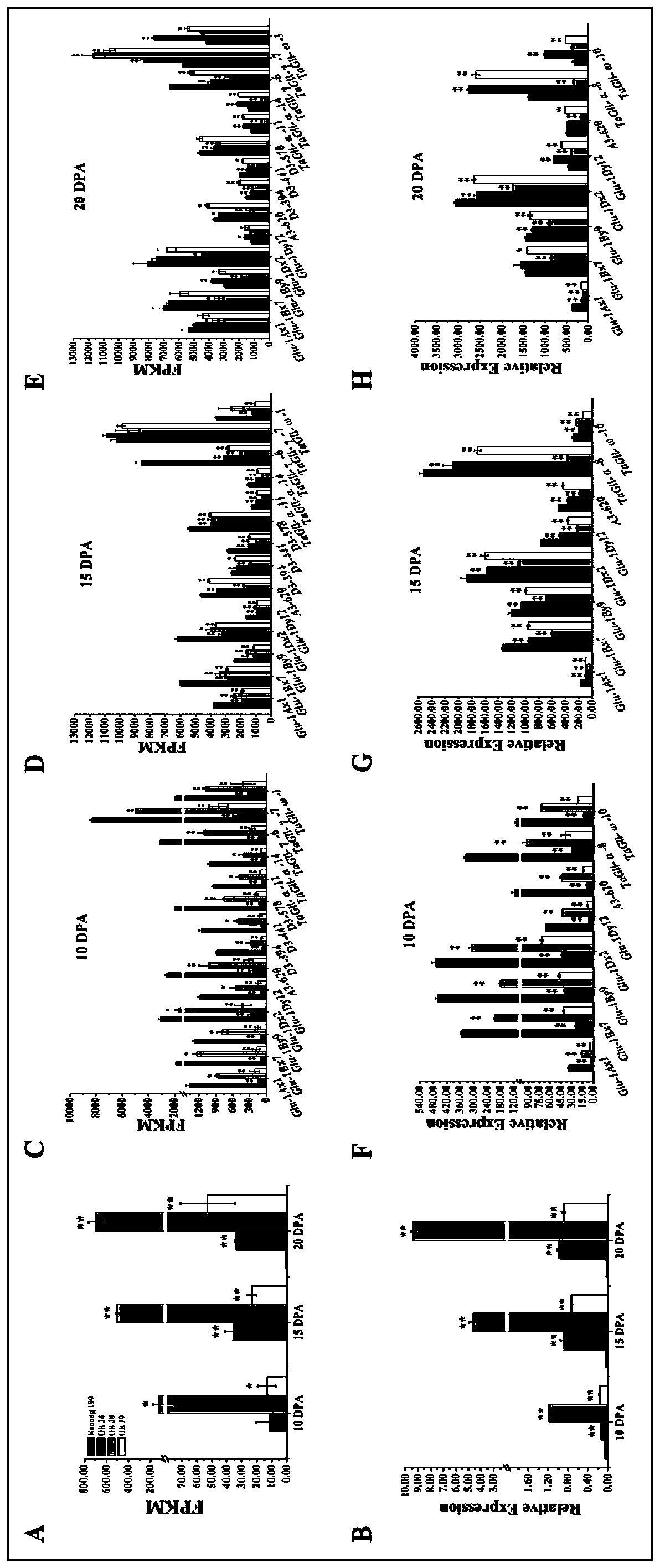 Transcription factor ODORANT1 for restraining wheat seed storage protein synthesis and application of transcription factor ODORANT1