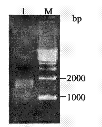 Cattle Nramp1 macrophage specificity expression vector as well as construction method and application thereof