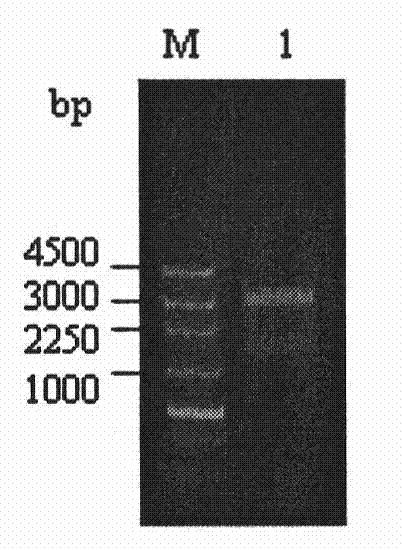 Cattle Nramp1 macrophage specificity expression vector as well as construction method and application thereof