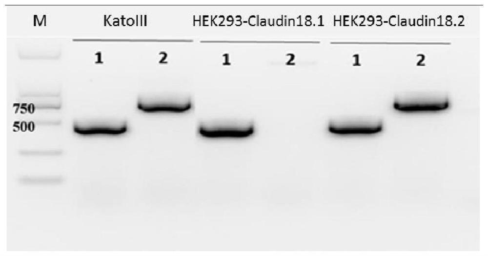 Antibody combined with tight junction protein-18.2 and application of antibody