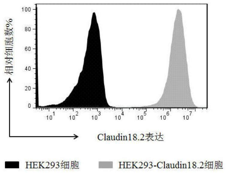 Antibody combined with tight junction protein-18.2 and application of antibody