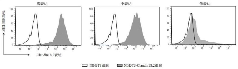 Antibody combined with tight junction protein-18.2 and application of antibody