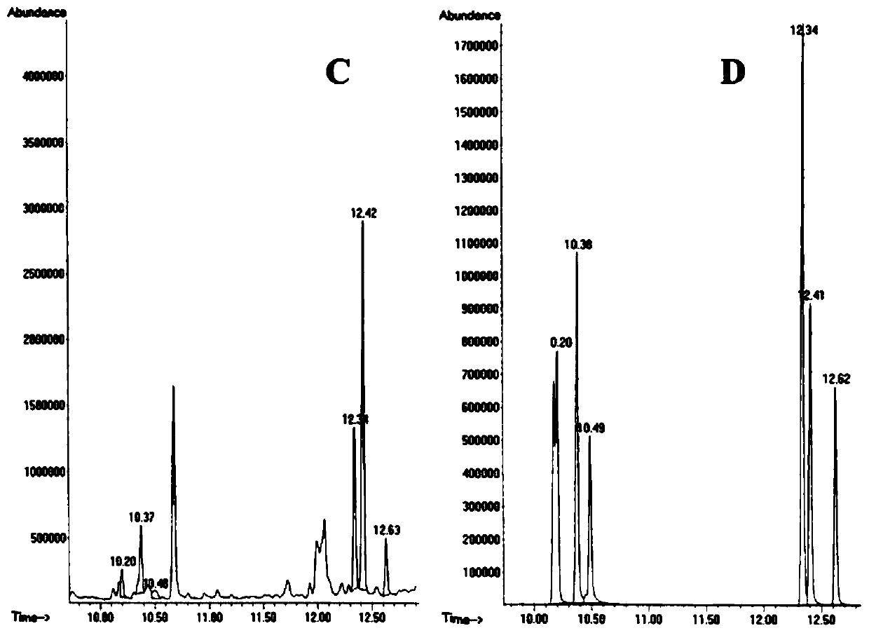 Application of total polysaccharides of Radix Platycodonis in preparation of drugs to treat CCCP-induced (carbonyl cyanide 3-chlorophenylhydrazone induced) apoptosis