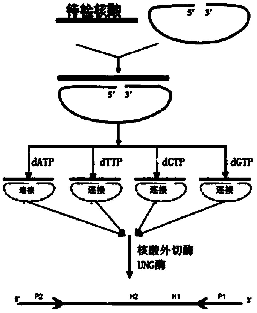 Molecular inversion probe for detecting YVDD drug-resistant mutation of hepatitis B virus and application of molecular inversion probe