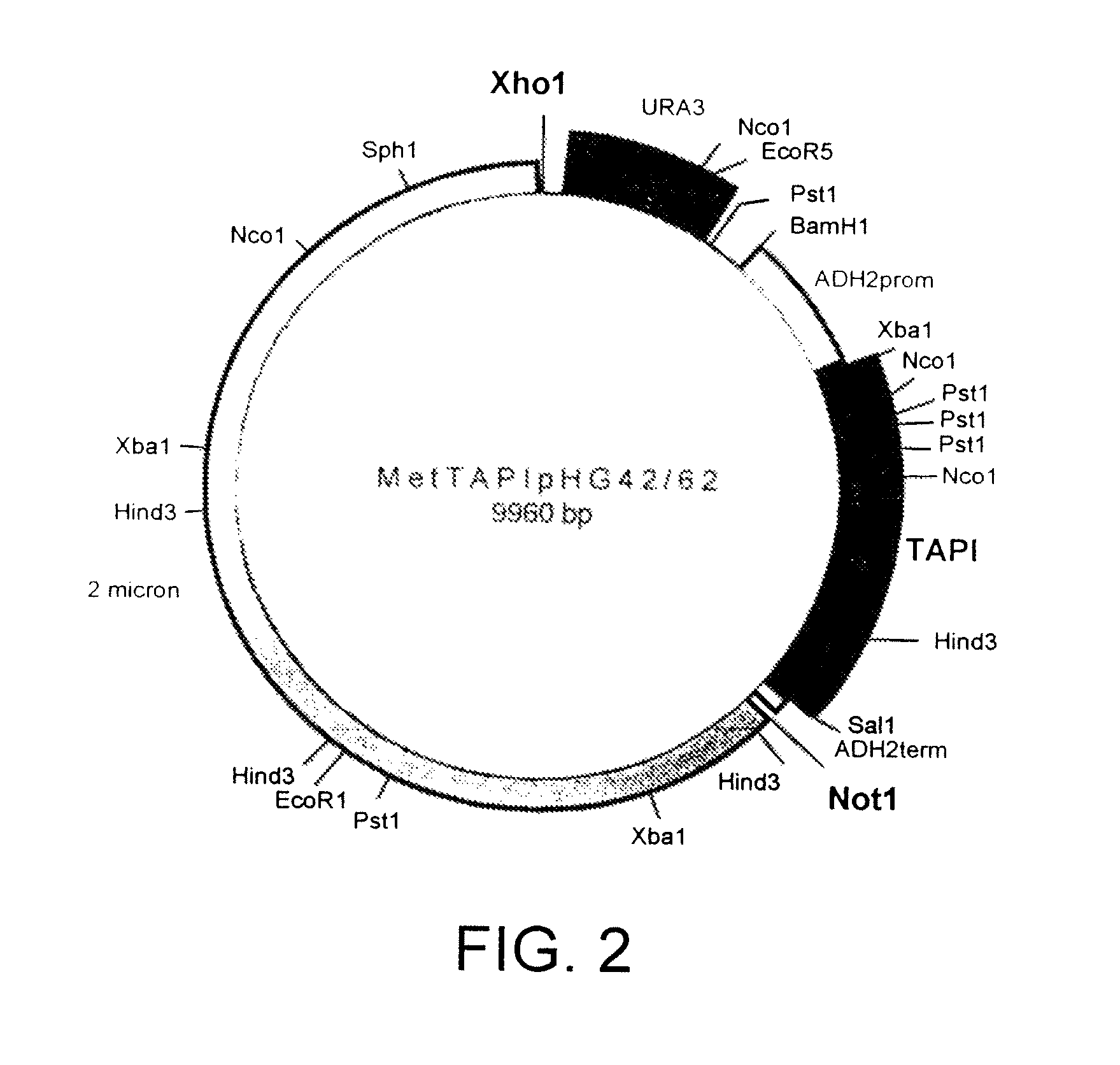 Multifunctional protease inhibitors and their use in treatment of disease