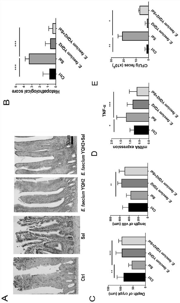 Enterococcus faecium YQH2 and application thereof