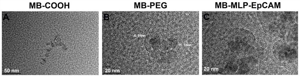 Double-targeting magnetic fluorescent nano-microsphere, preparation method thereof and application of double-targeting magnetic fluorescent nano-microsphere in liver cancer circulating tumor cells
