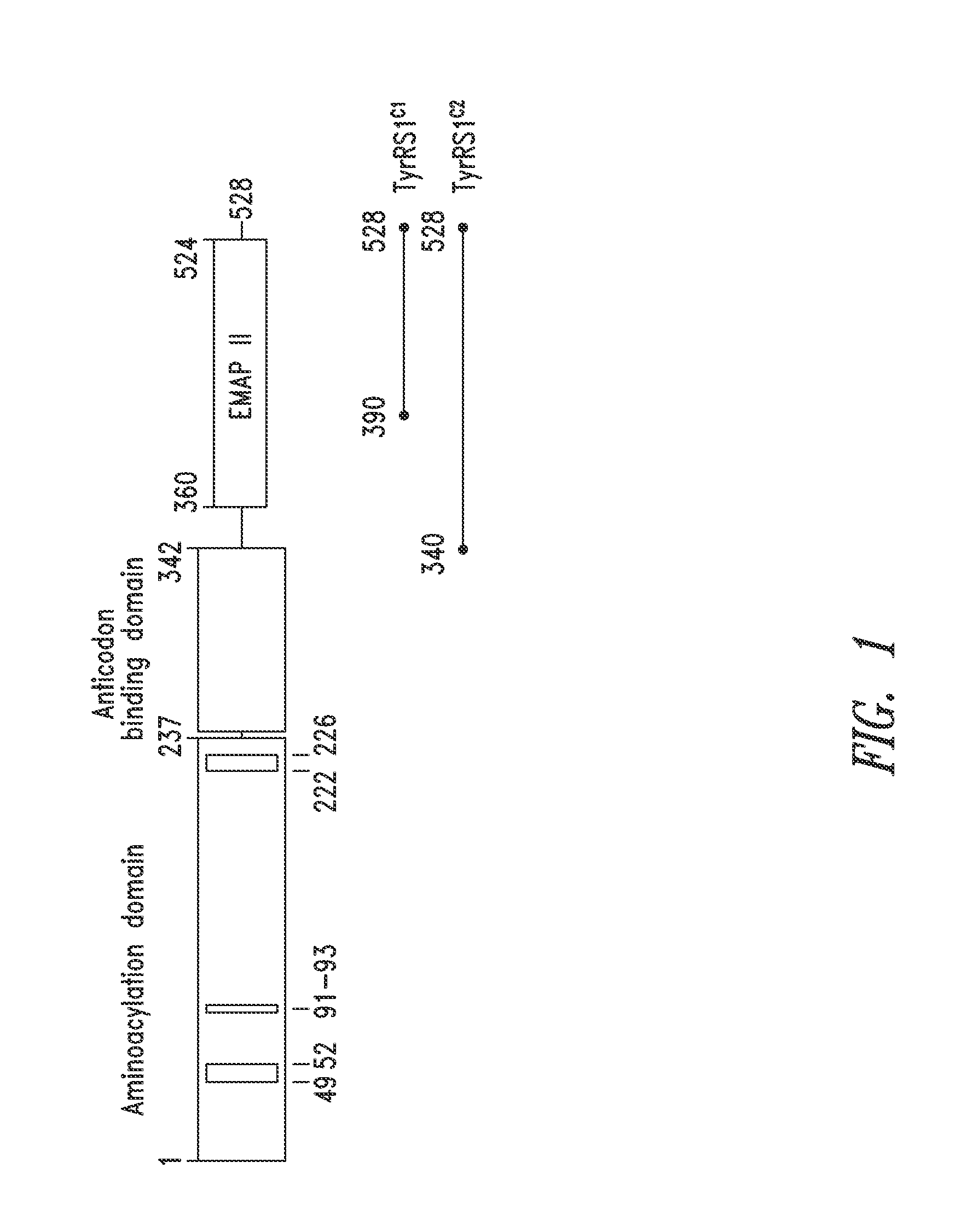 INNOVATIVE DISCOVERY OF THERAPEUTIC, DIAGNOSTIC, AND ANTIBODY COMPOSITIONS RELATED TO PROTEIN FRAGMENTS OF TYROSYL-tRNA SYNTHETASES