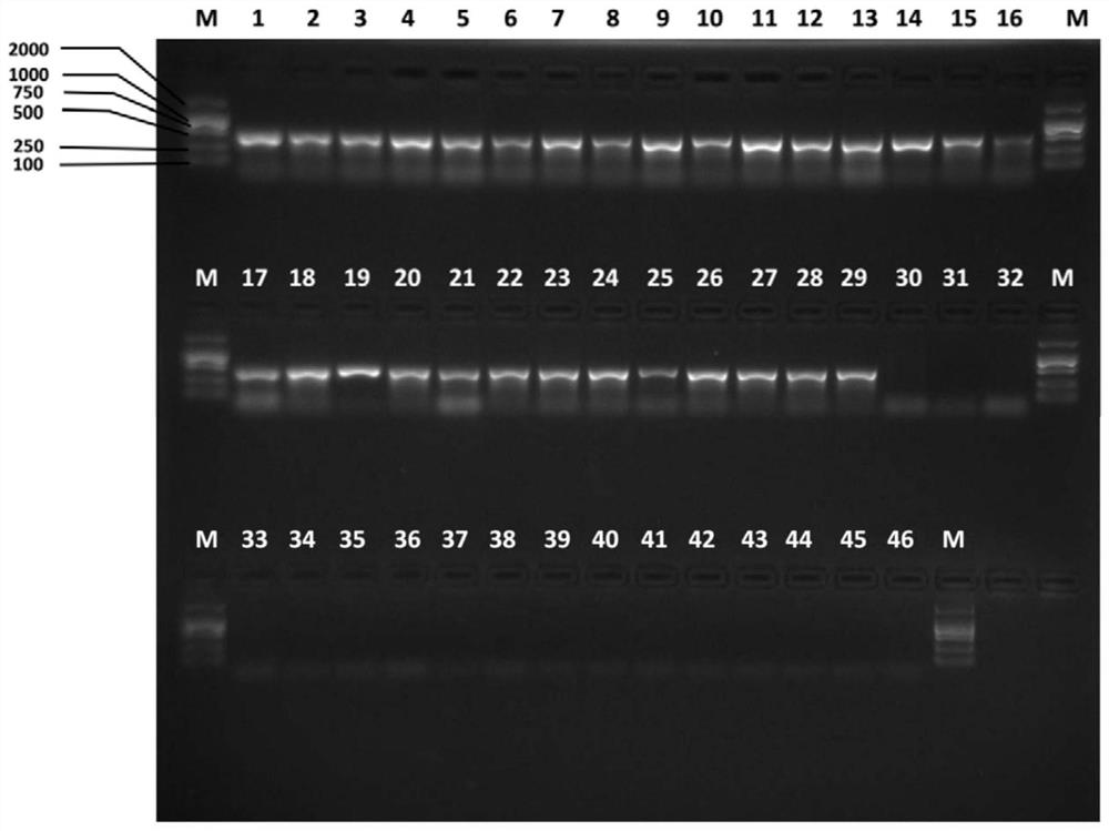 Specific primer pairs for identifying Bactrocera citrus and Bactrocera citrus and their application