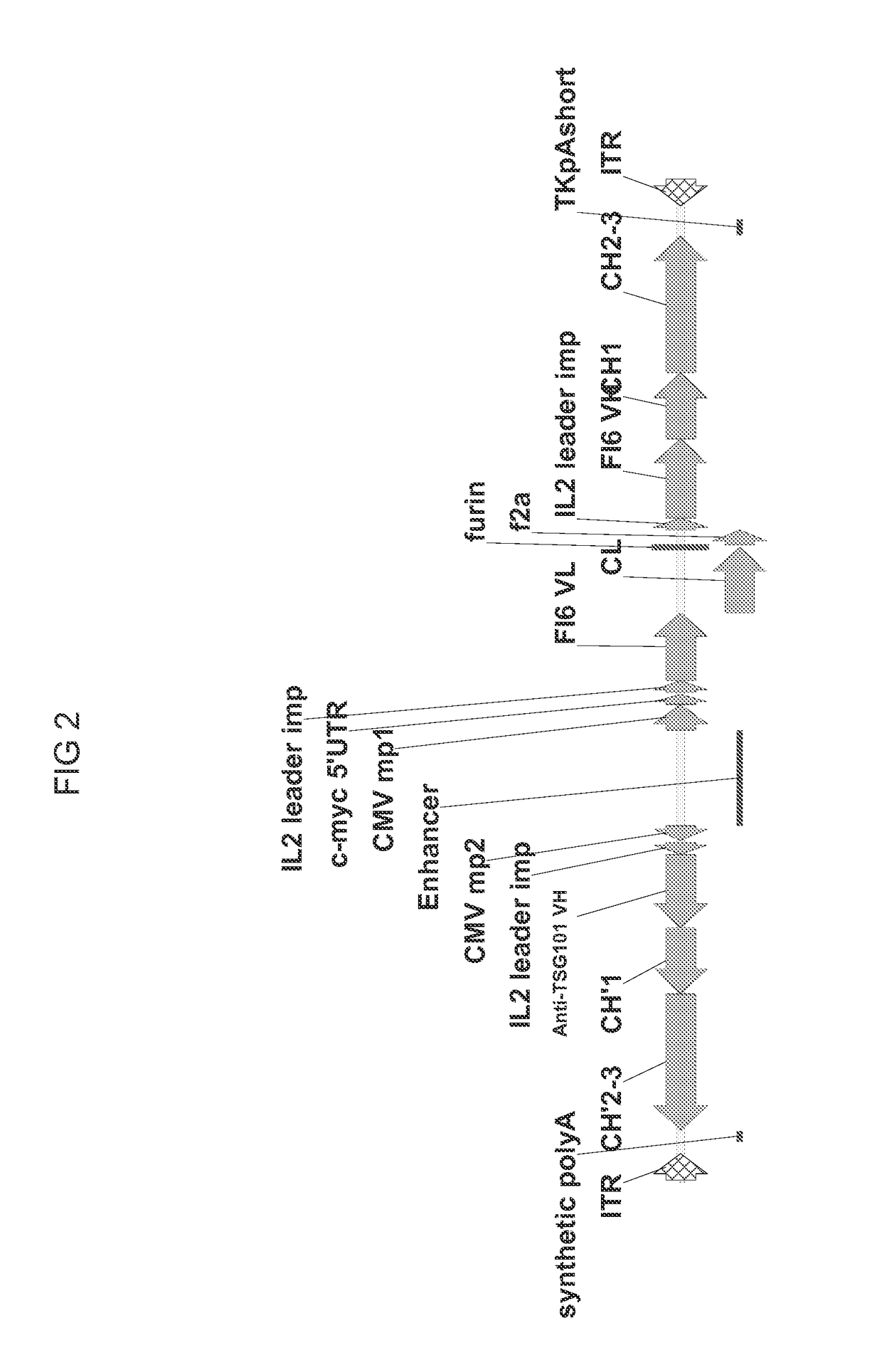 Compositions comprising aav expressing dual antibody constructs and uses thereof