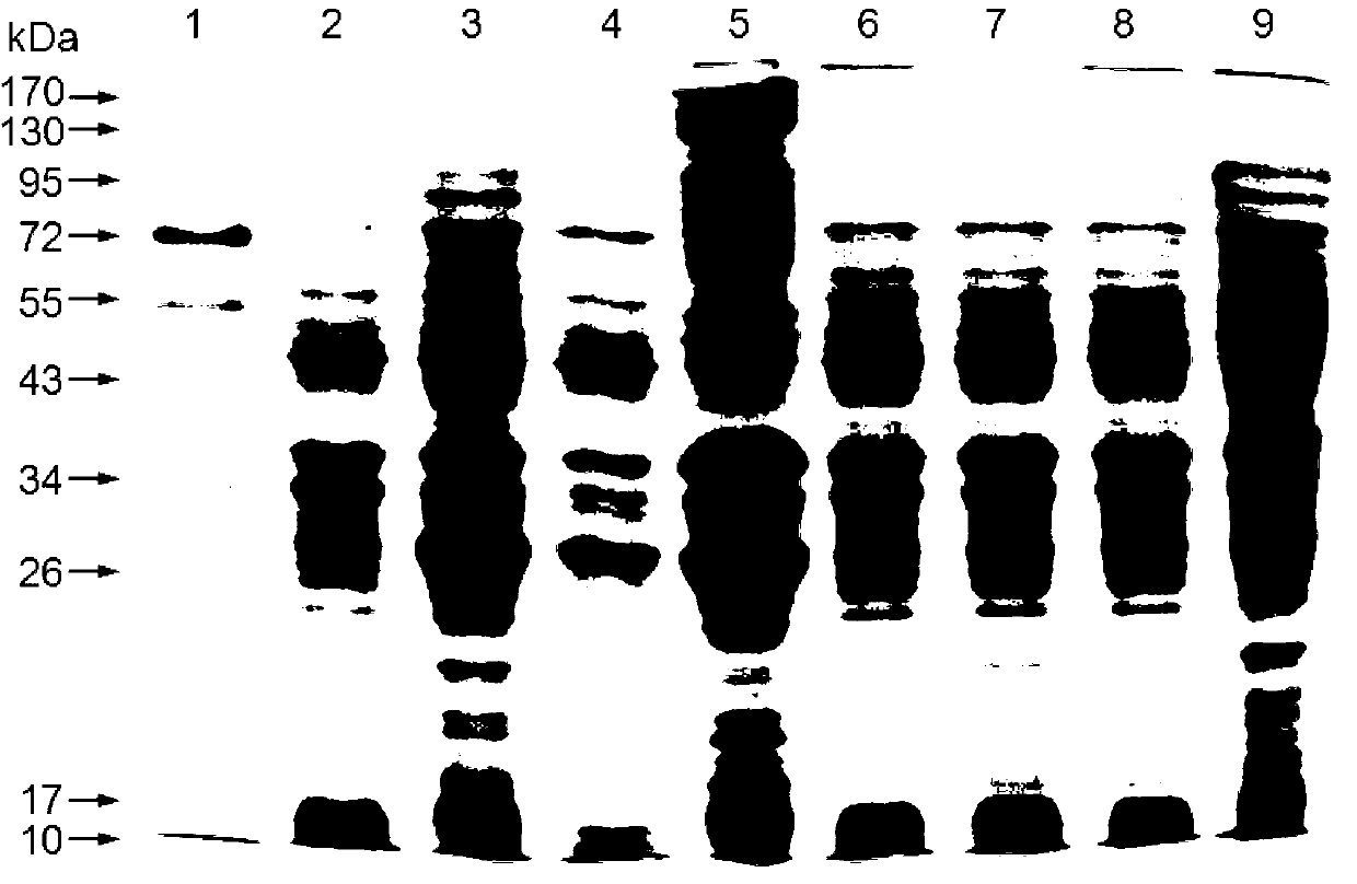 Schmallenberg virus nucleocapsid protein monoclonal antibody, and preparation method thereof