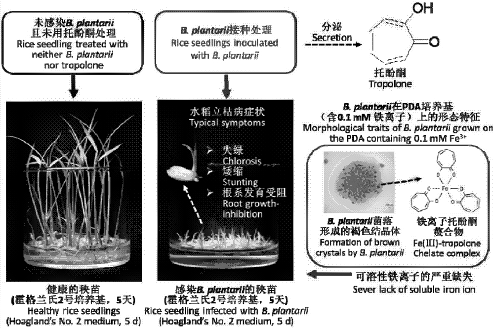Application of thiadiazole compound in preparation of medicament for preventing and treating bacterial seedling damping-off of rice