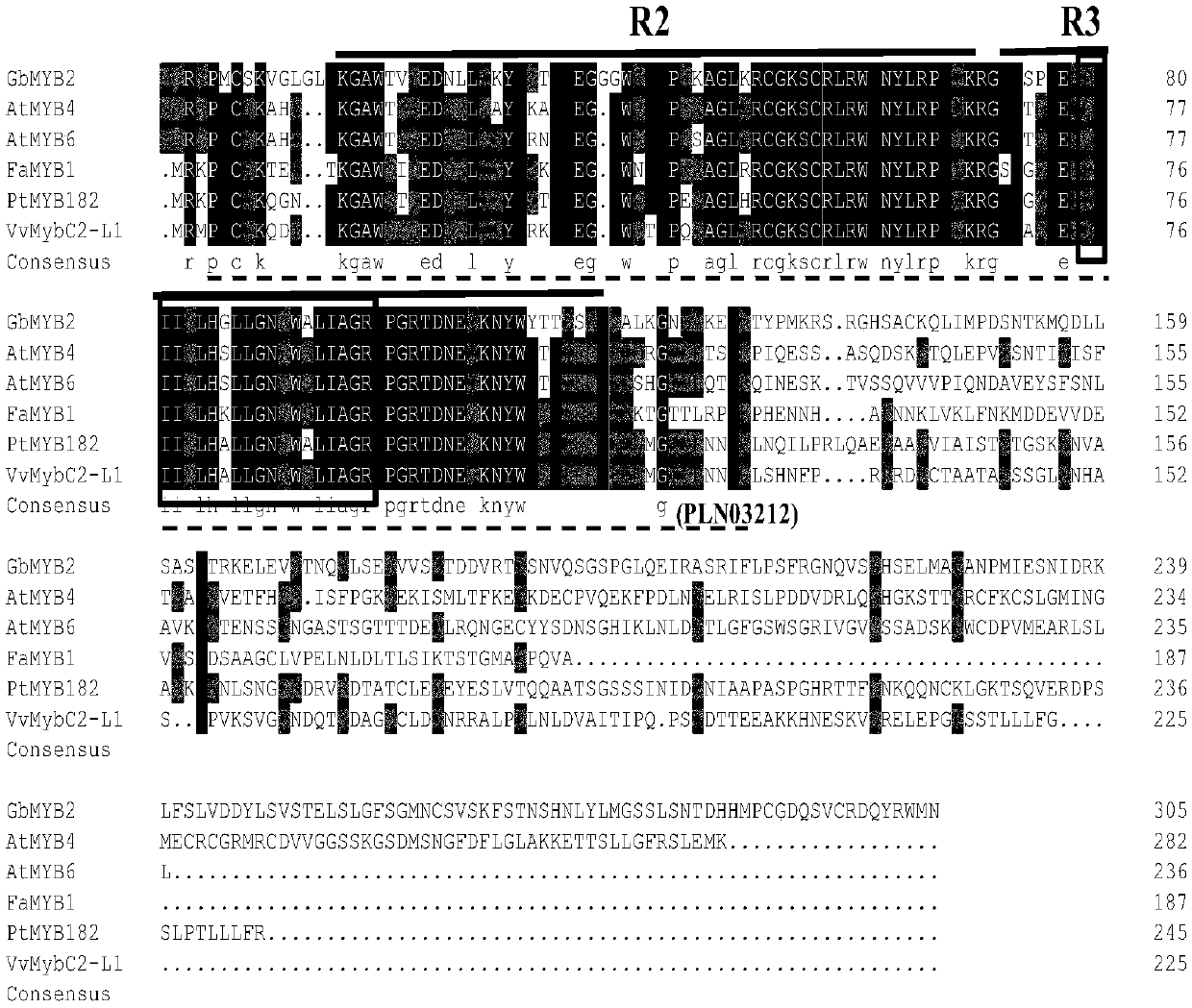 Multifunctional MYB transcription factor gene and application thereof