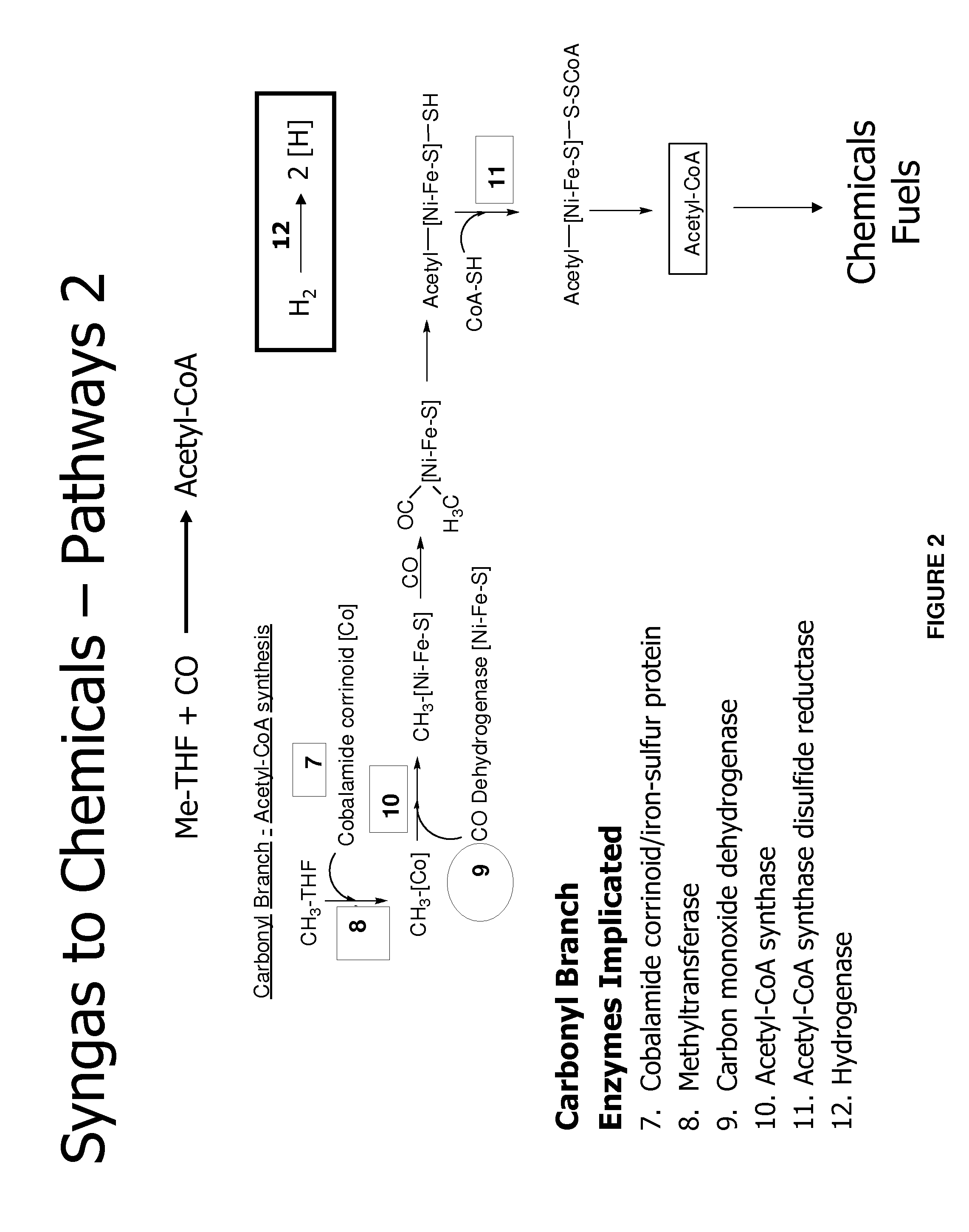 Methods and organisms for utilizing synthesis gas or other gaseous carbon sources and methanol