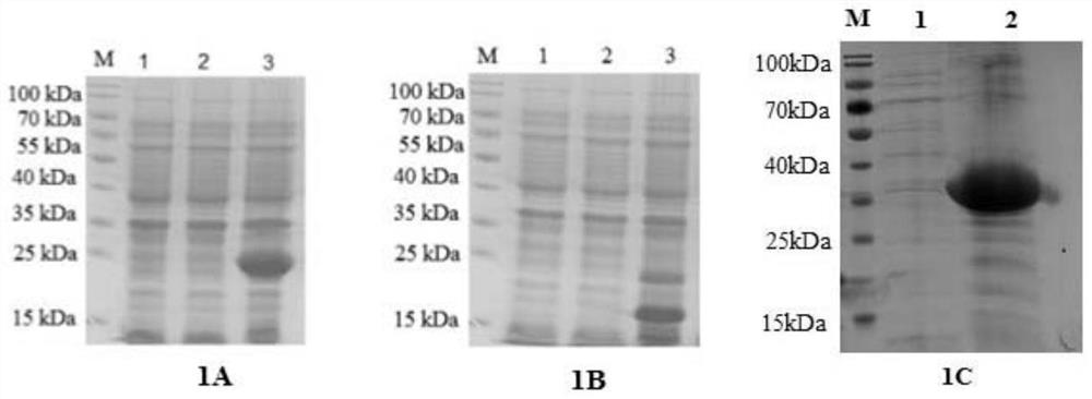 Preparation method and application of a group of goat poxvirus recombinant protein antigens