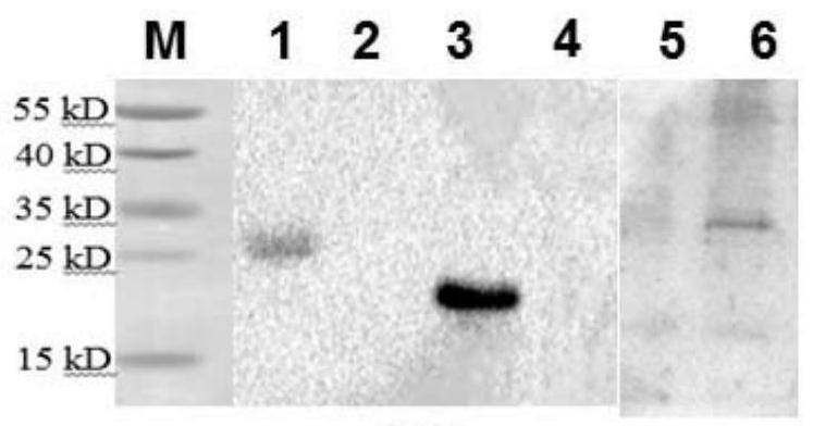 Preparation method and application of a group of goat poxvirus recombinant protein antigens