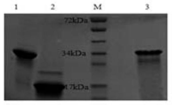 Preparation method and application of a group of goat poxvirus recombinant protein antigens