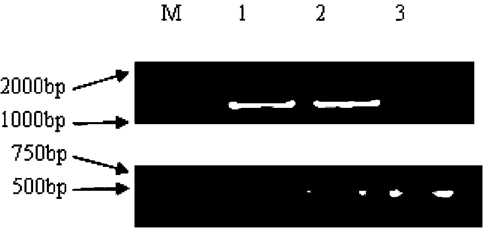 Method for rapidly screening hybrid strains of straw mushroom by using molecular marker