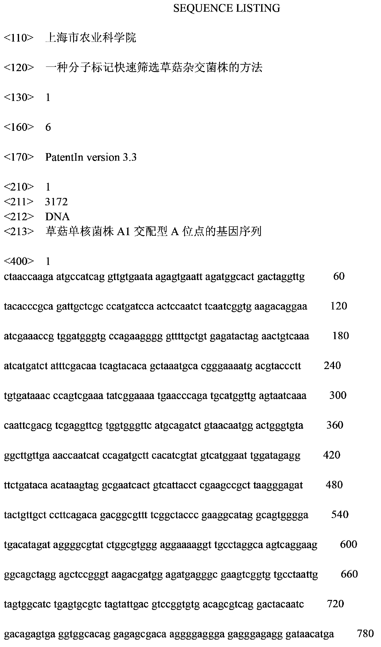 Method for rapidly screening hybrid strains of straw mushroom by using molecular marker