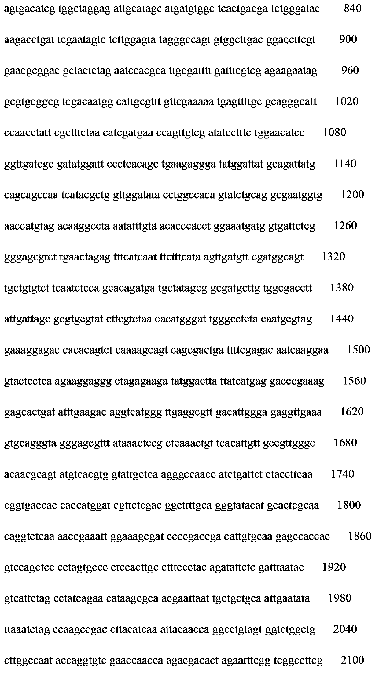 Method for rapidly screening hybrid strains of straw mushroom by using molecular marker