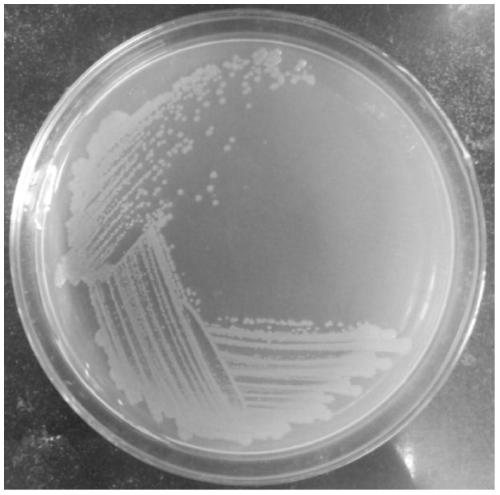 Aeromonas yq and its application in enzymatic preparation of l-citrulline