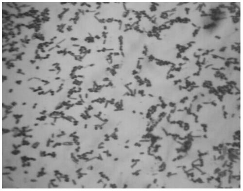 Aeromonas yq and its application in enzymatic preparation of l-citrulline