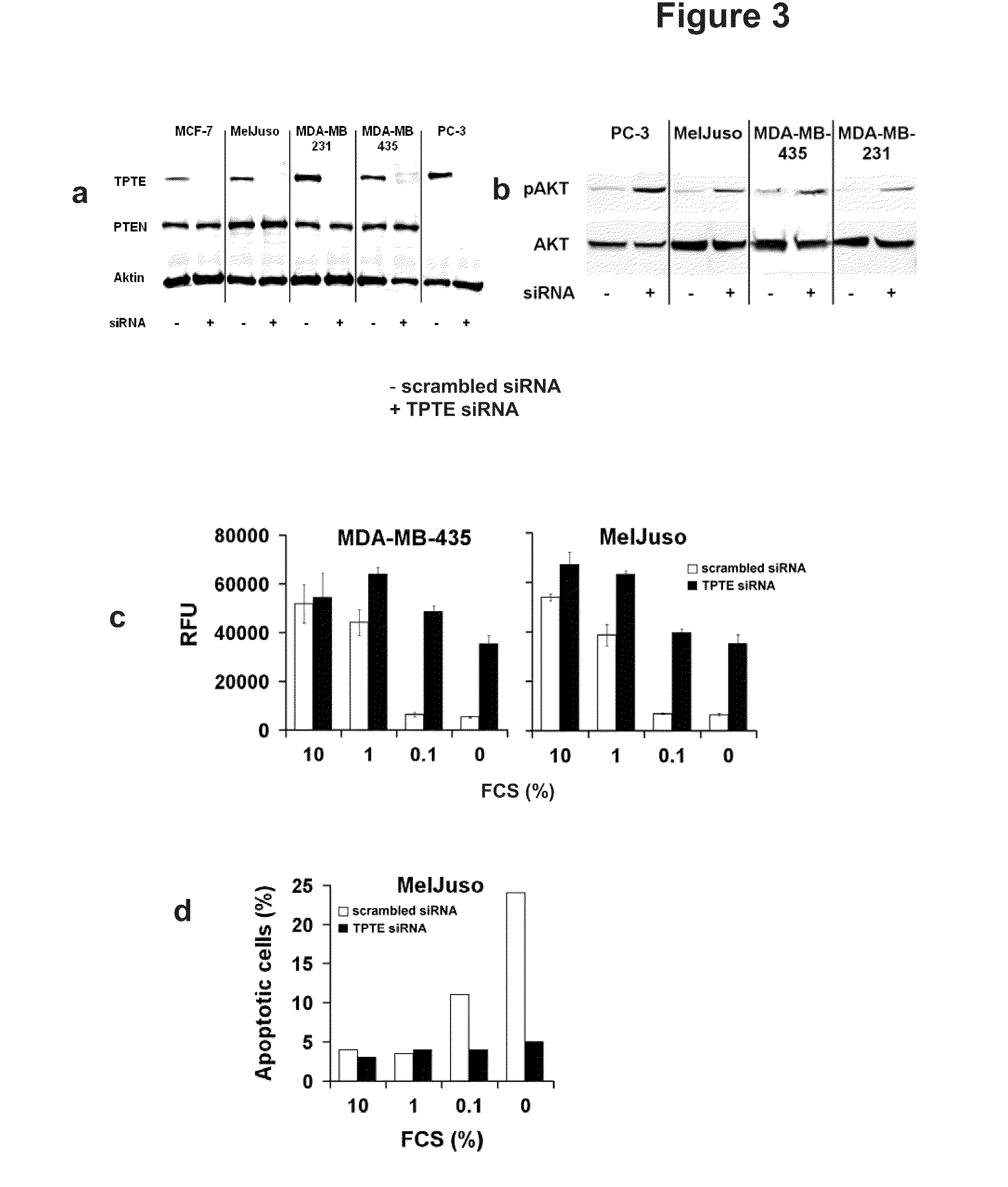 Compositions and Methods for Therapy and Diagnosis of Cancer and Cancer Metastasis